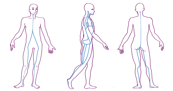 Fascial lines of the body