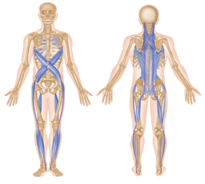 Fascia myofascial fascial cupping posture connectivity gaining imgarcade