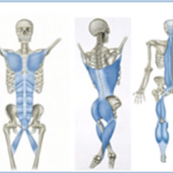 Fascia fascias dimanche mars feeding rotators glutes bowen postures continual separate surrounding