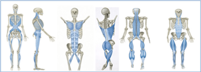 Fascia fascias dimanche mars feeding rotators glutes bowen postures continual separate surrounding