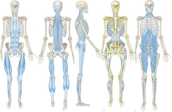 Fascial lines of the body