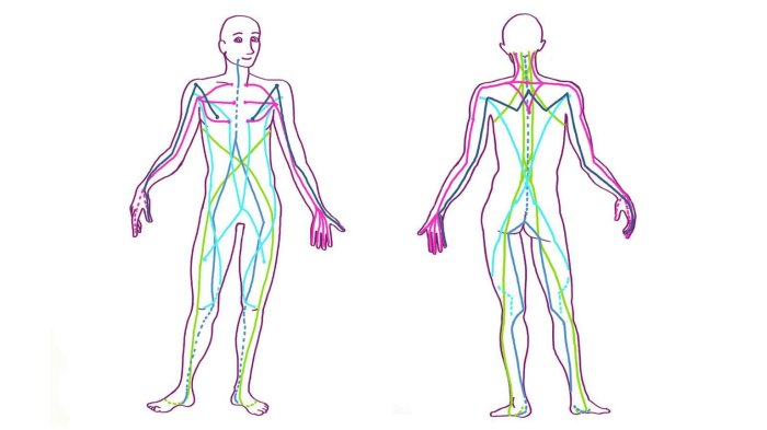 Fascial lines of the body