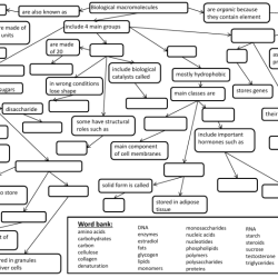 Macromolecules worksheet #2 answer key