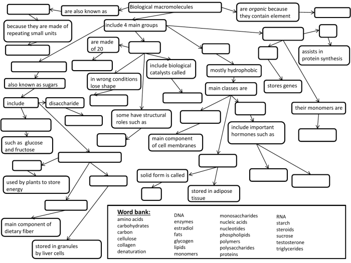 Macromolecules worksheet #2 answer key