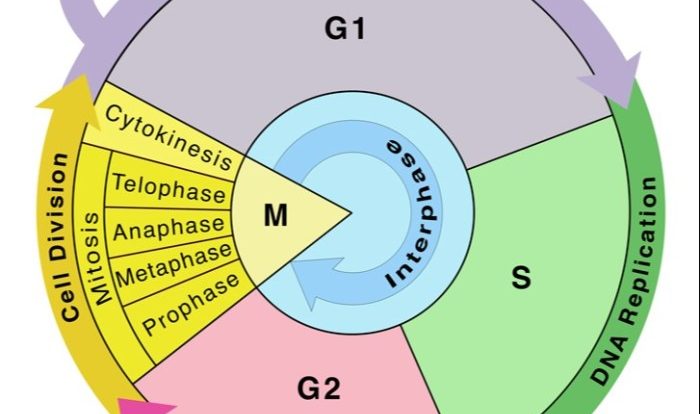 Cycle cell mitosis biology phases division interphase checkpoints meiosis exams difference cells between stages phase cellular history different real cycles