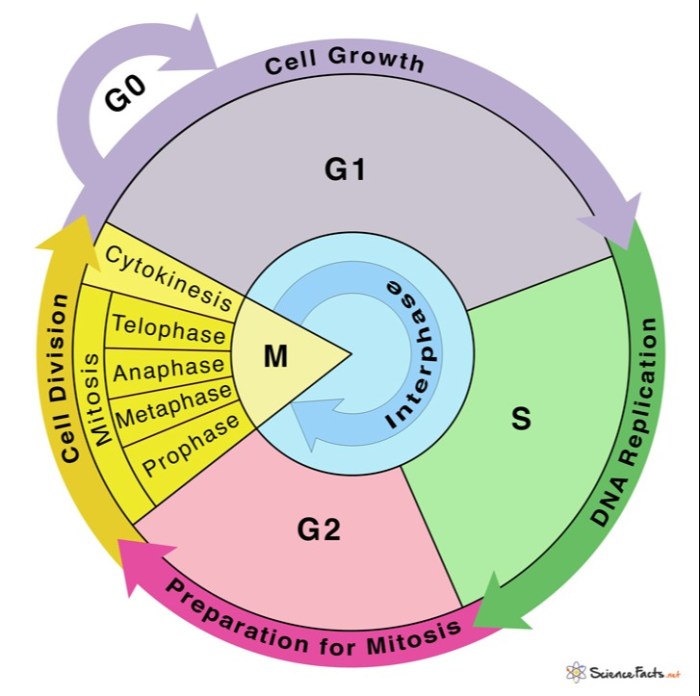 Cycle cell mitosis biology phases division interphase checkpoints meiosis exams difference cells between stages phase cellular history different real cycles