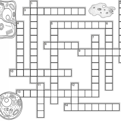 Cell structure function crossword answer key