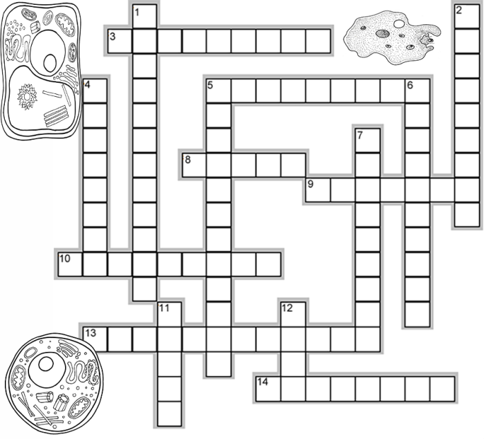 Cell structure function crossword answer key