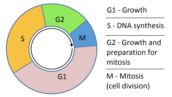 Phases of the cell cycle mastering biology