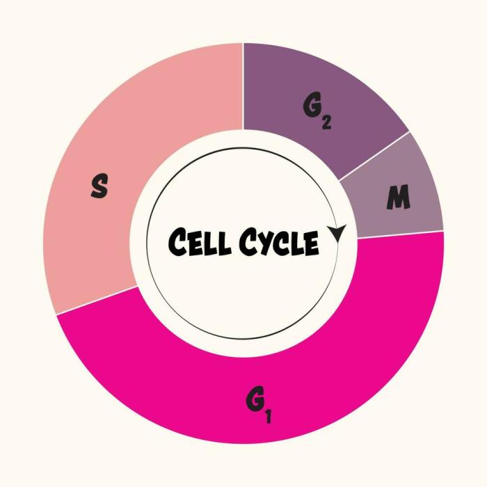 Phases of the cell cycle mastering biology