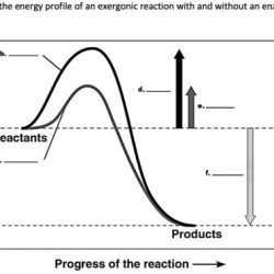 Which of the following is an exergonic reaction