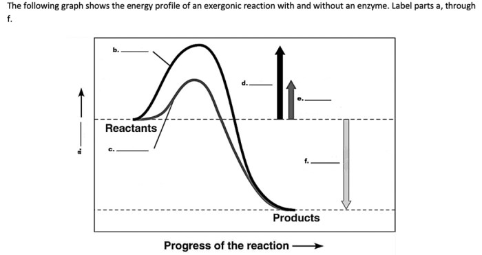 Which of the following is an exergonic reaction