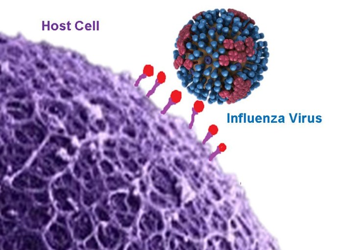 Bacteria that lack fimbriae are less likely to ________.