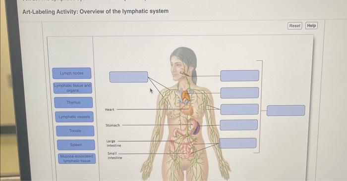 Art-labeling activity: overview of the lymphatic system