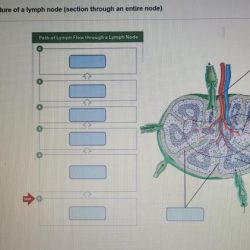 Catabolism labeling activity dietary lipids drag labels appropriate system solved part location chegg intestinal lacteals lymphatic transcribed text show problem