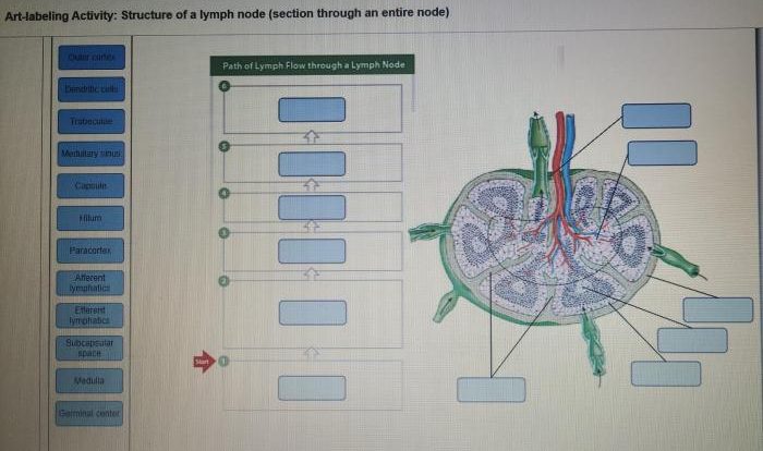 Catabolism labeling activity dietary lipids drag labels appropriate system solved part location chegg intestinal lacteals lymphatic transcribed text show problem