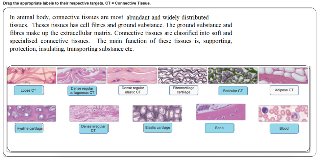 Drag the appropriate labels to their respective targets. muscle tissue