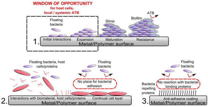 Receptor spike treatments researchers impede cornell attaches edu