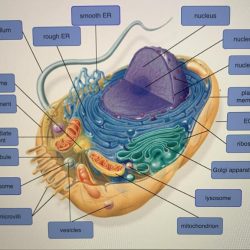 Symphyses symphysis synchondrosis respective appropriate drag joints hyalin fibrous bones