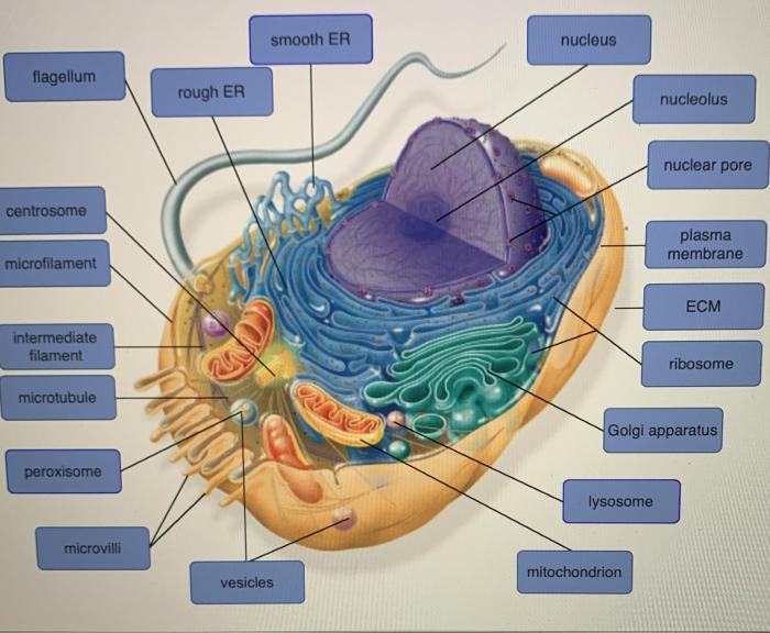 Symphyses symphysis synchondrosis respective appropriate drag joints hyalin fibrous bones