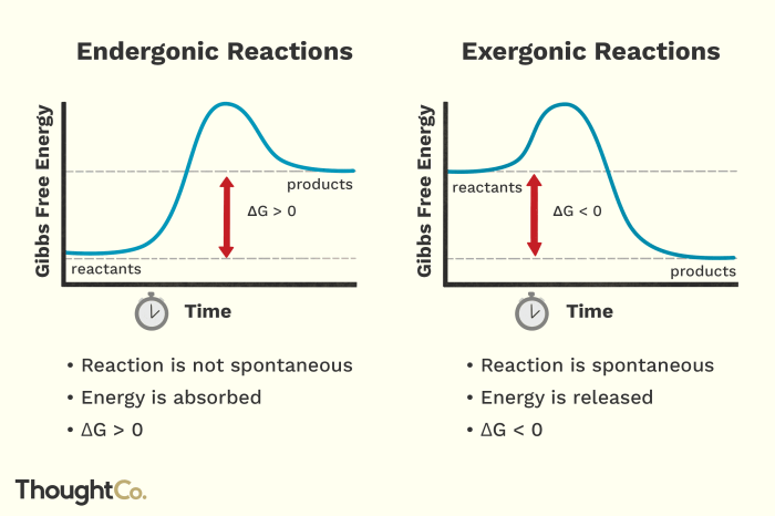 Which of the following is an exergonic reaction