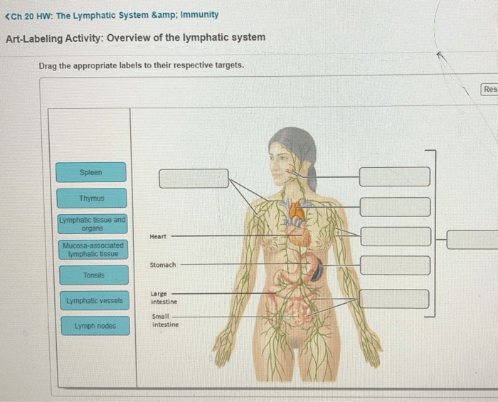 Art-labeling activity: overview of the lymphatic system