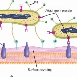 Replication cytopathic bacteriophage microbiologynote destroy