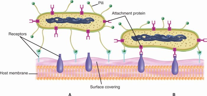 Replication cytopathic bacteriophage microbiologynote destroy