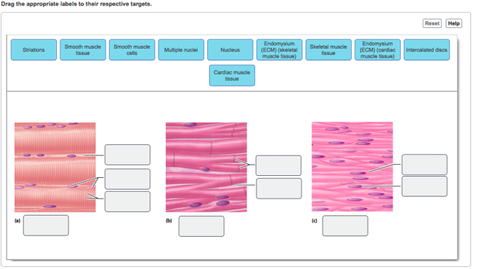 Drag the appropriate labels to their respective targets. muscle tissue